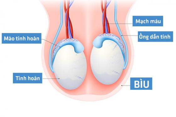 benh-o-biu-tinh-hoan.jpg
